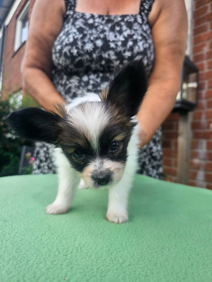Papillon