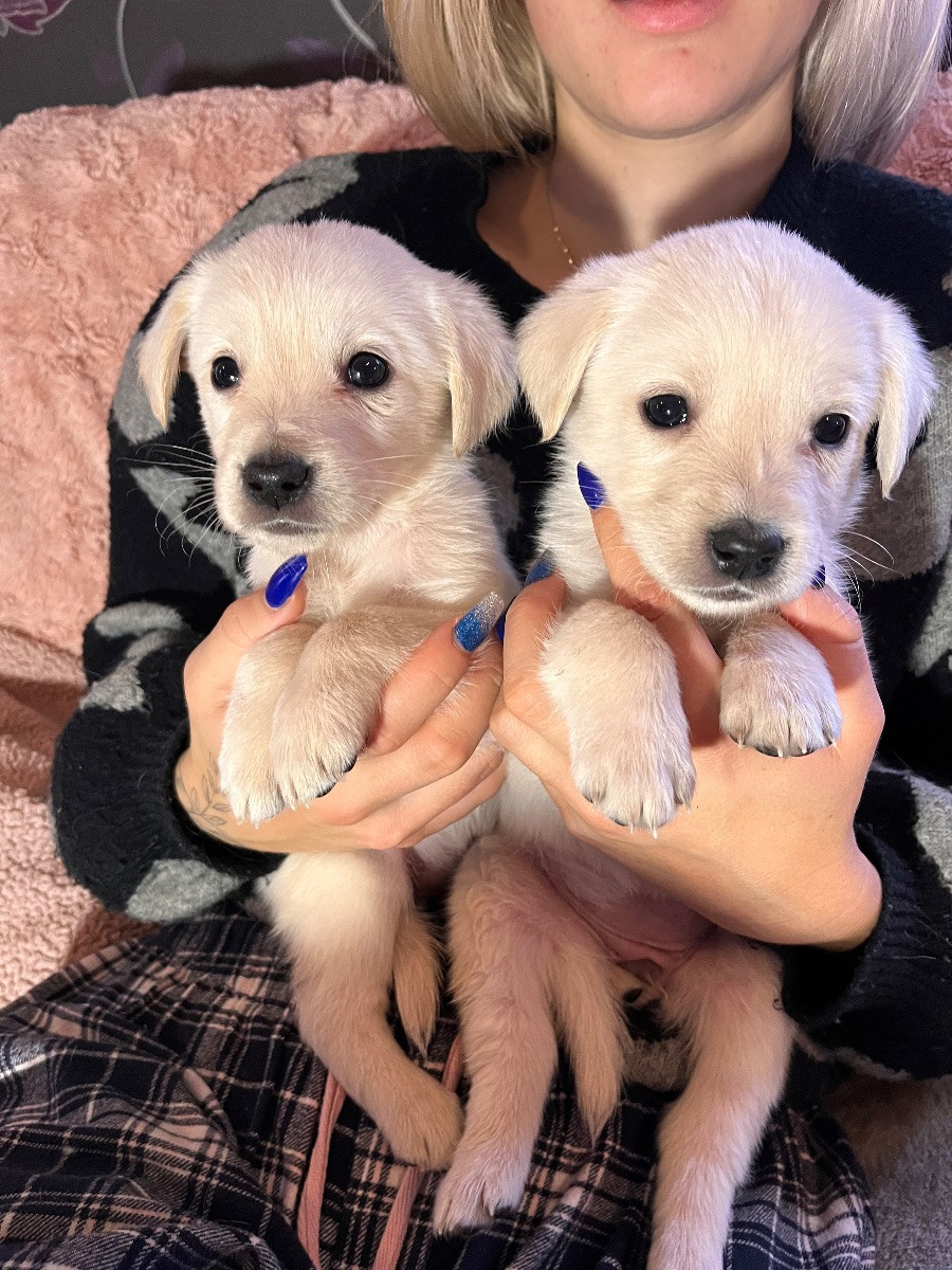 Golden Retriever och Labrador Retriever · 2025-10-27 · Eringsboda · Ann L.