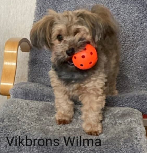 Vikbrons