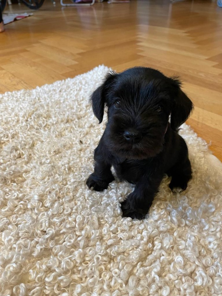 Miniature Schnauzer