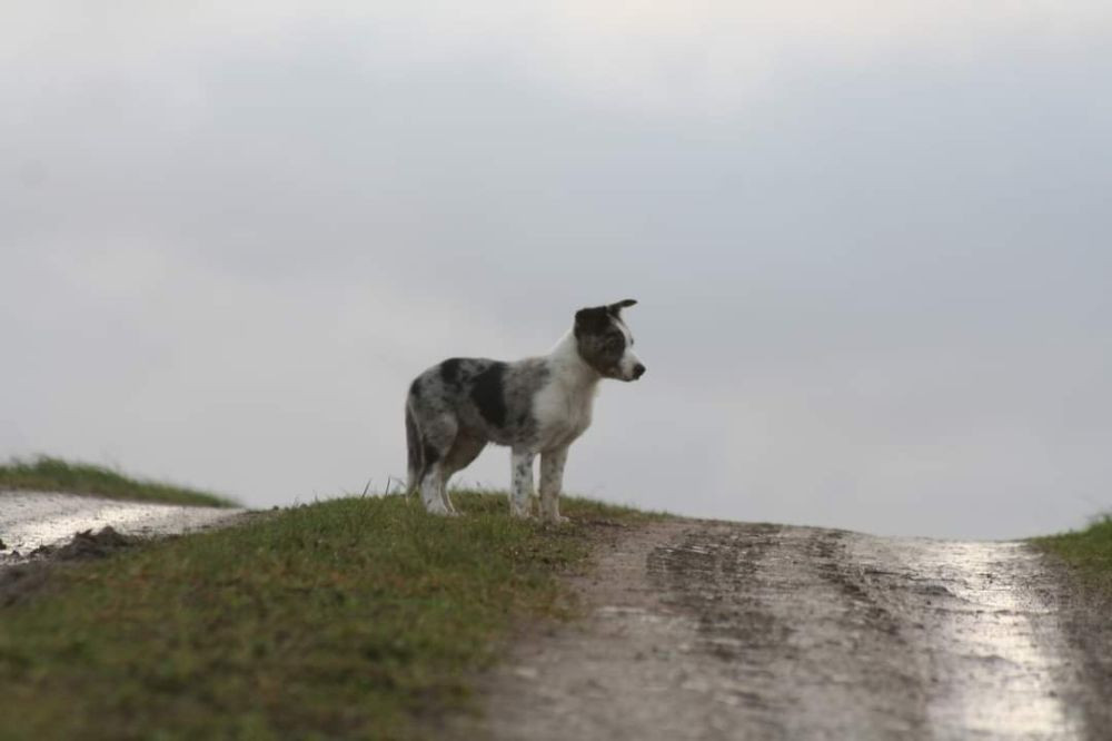 Border collie