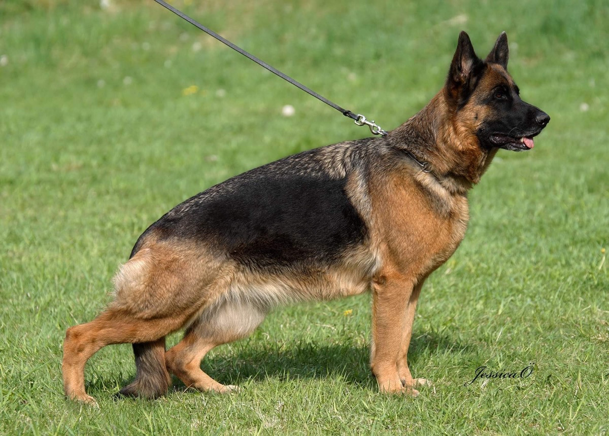 Kennel Säterjäntan
