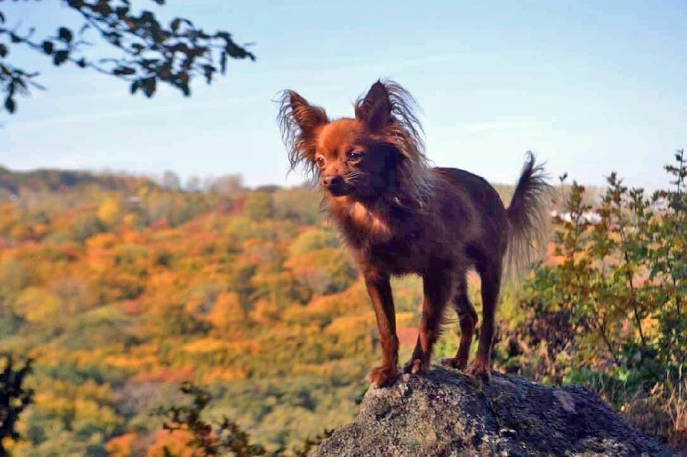 Kennel garrmia