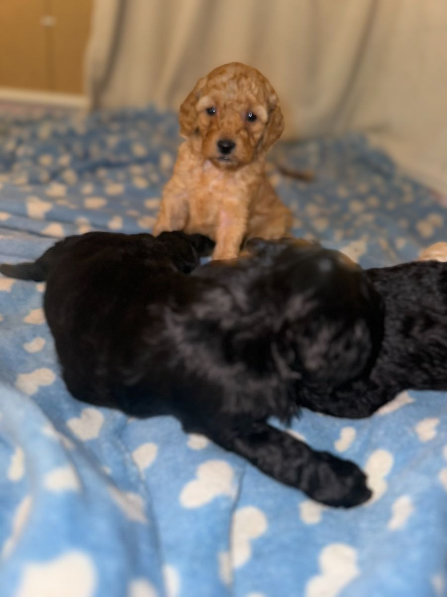 Hagalunds Gård