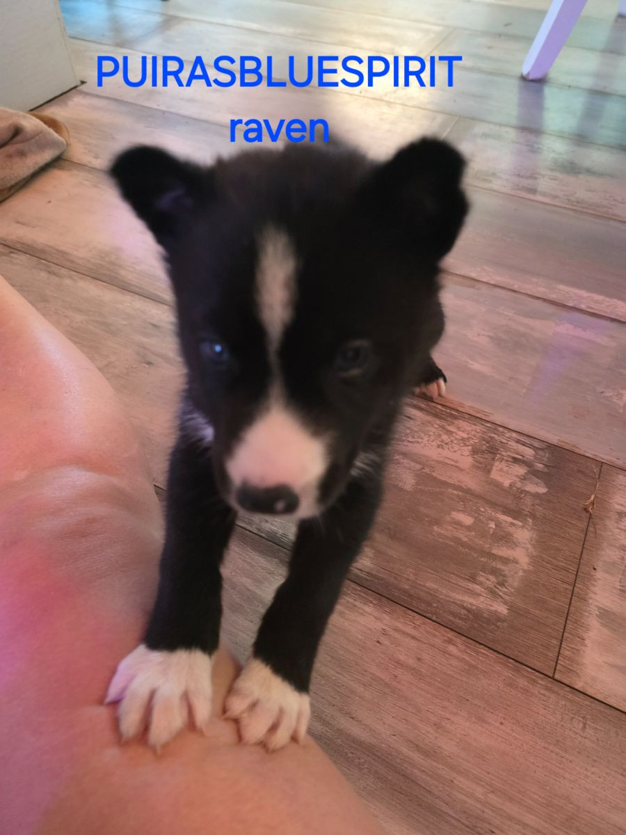 Raven
