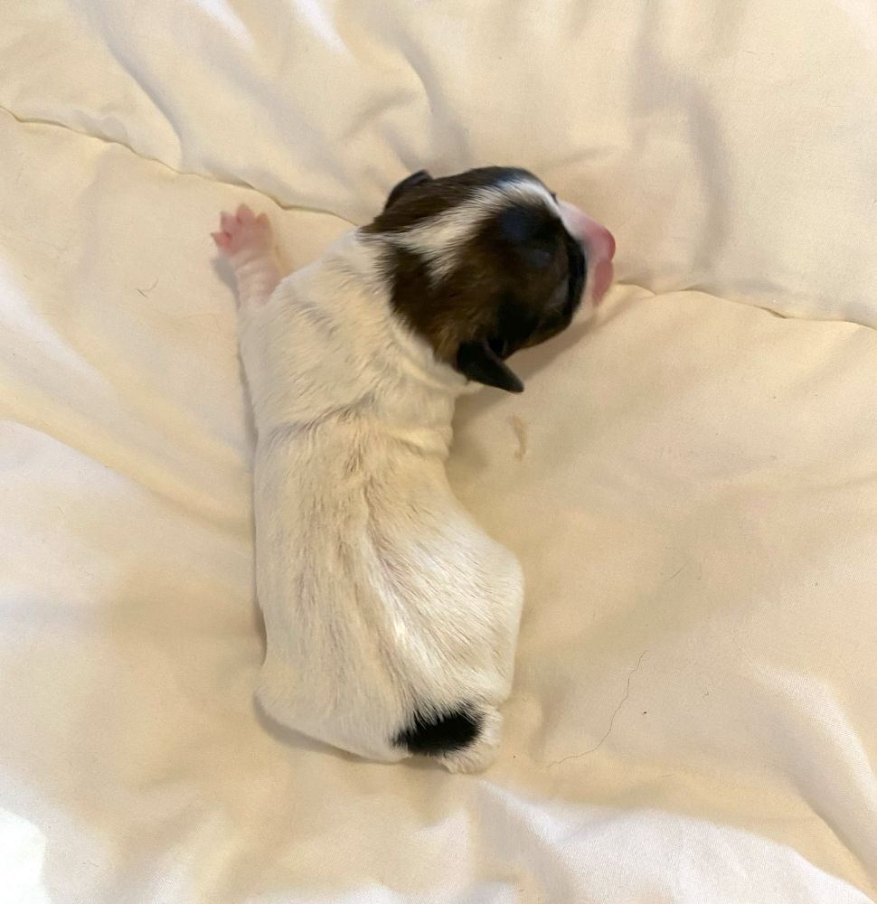 Jack russell terrier