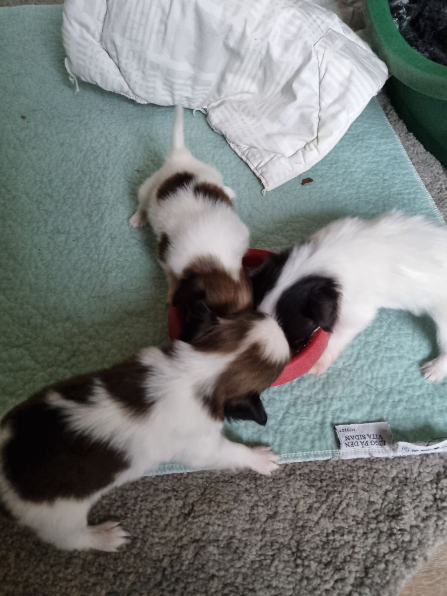 Kelebeks kennel