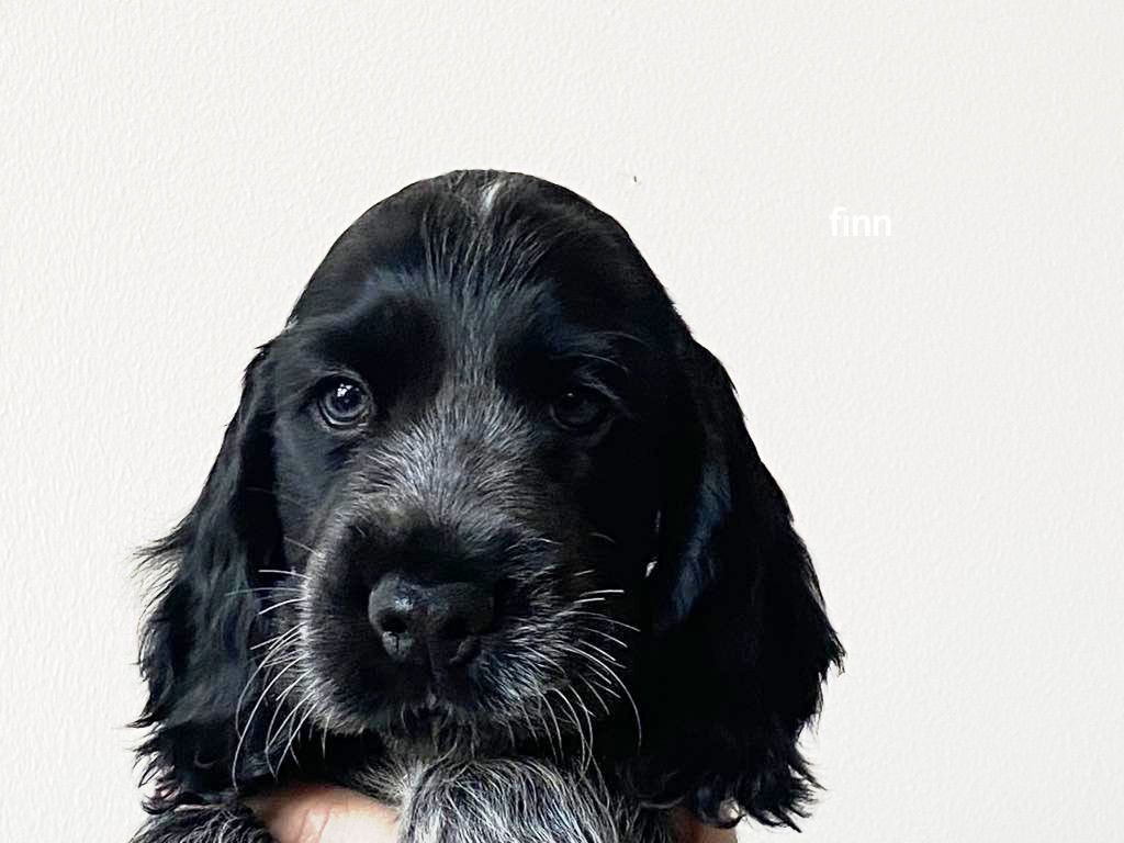 Puppy Dream's
