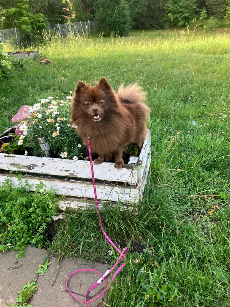 Pomeranian
