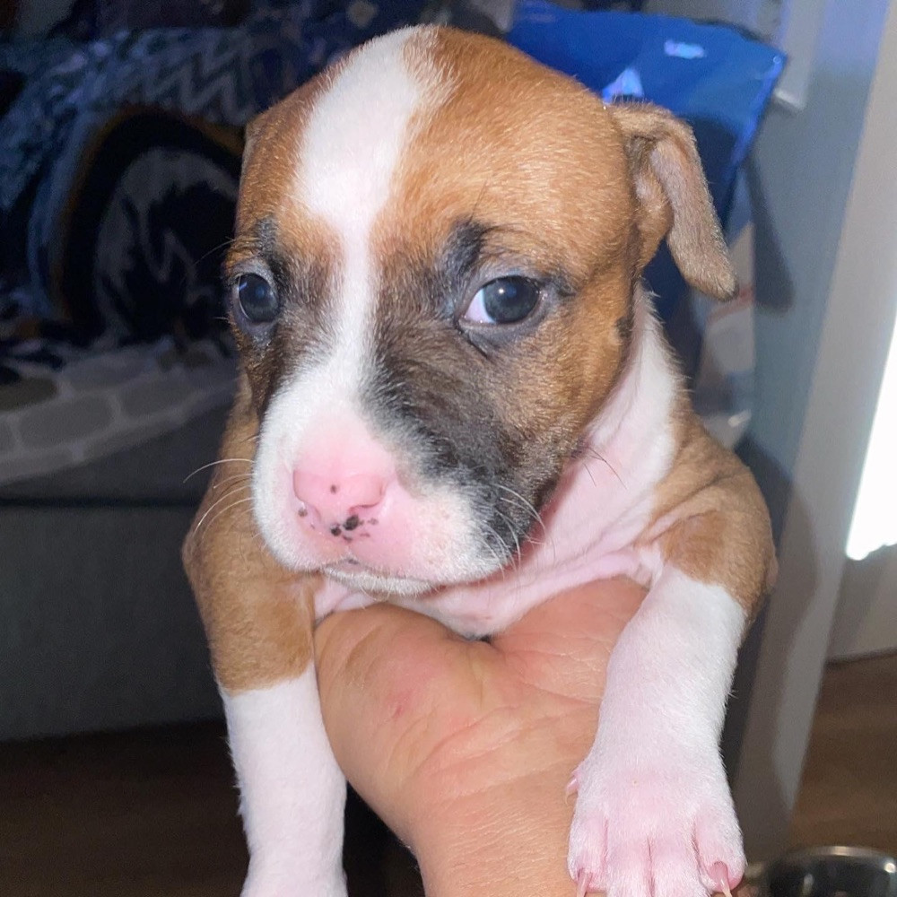 Patrick Nielsen Amstaff