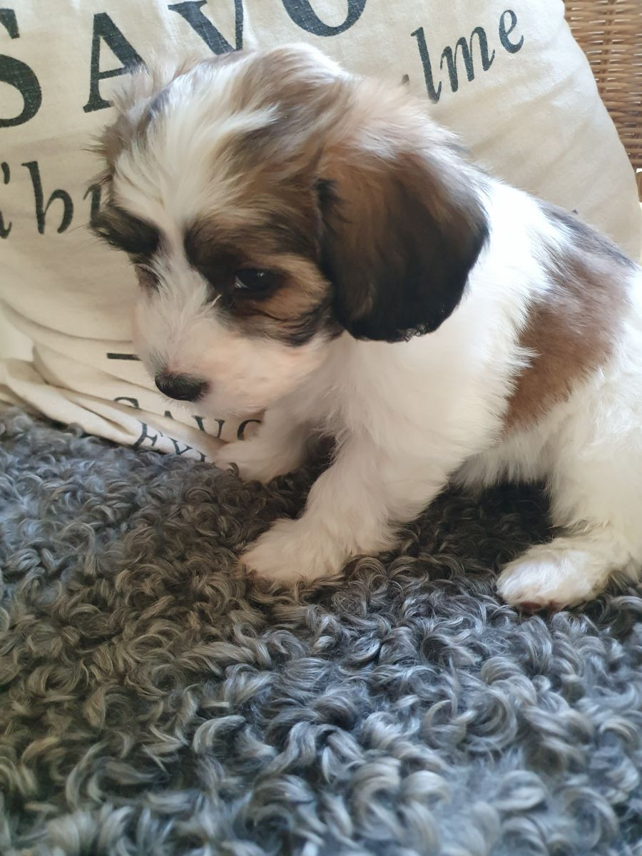 Havanese