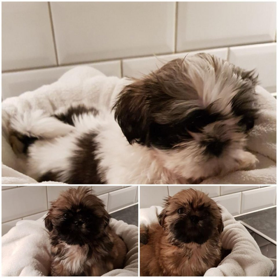 Shih Tzu