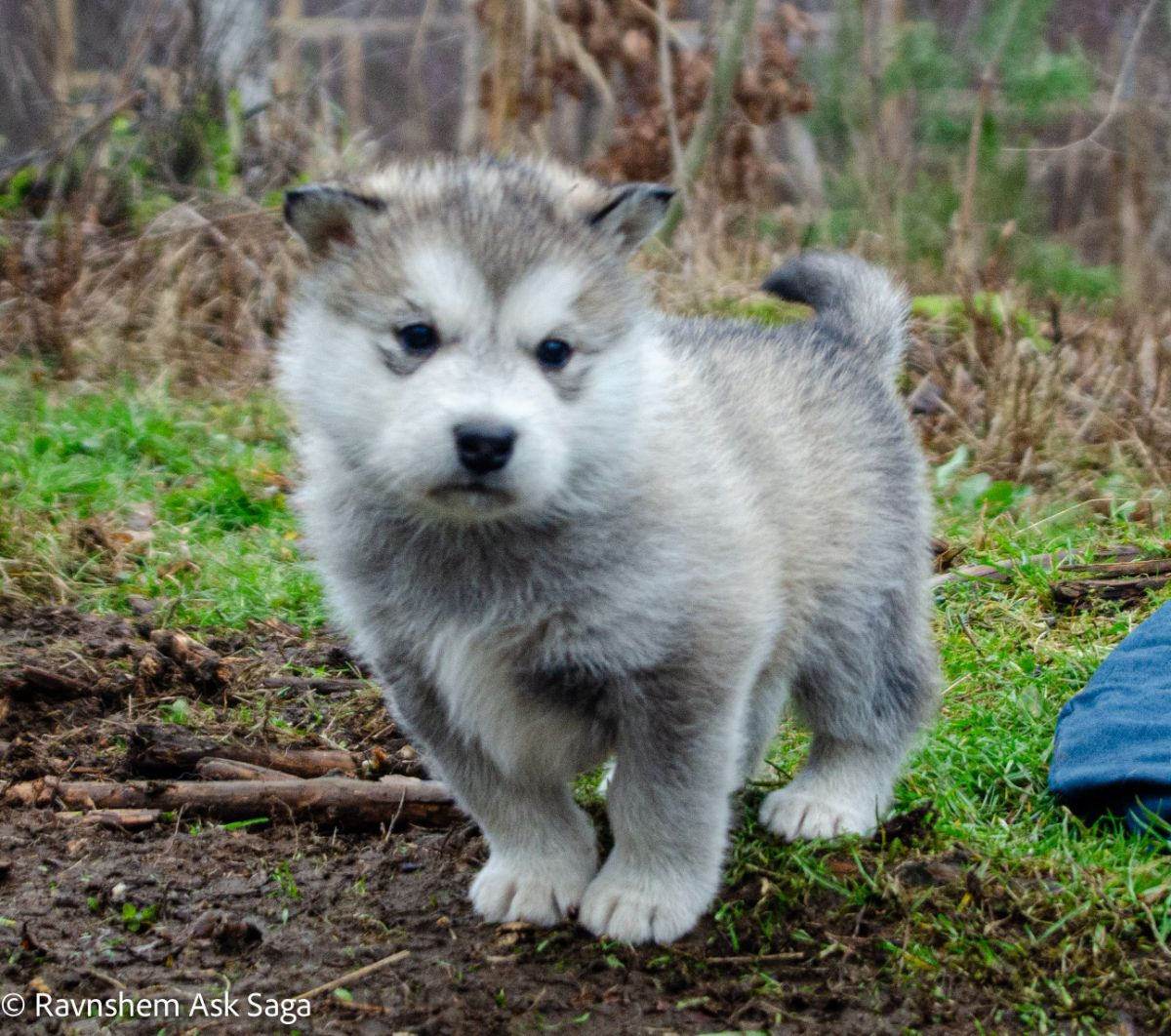 Alaskan Malamute