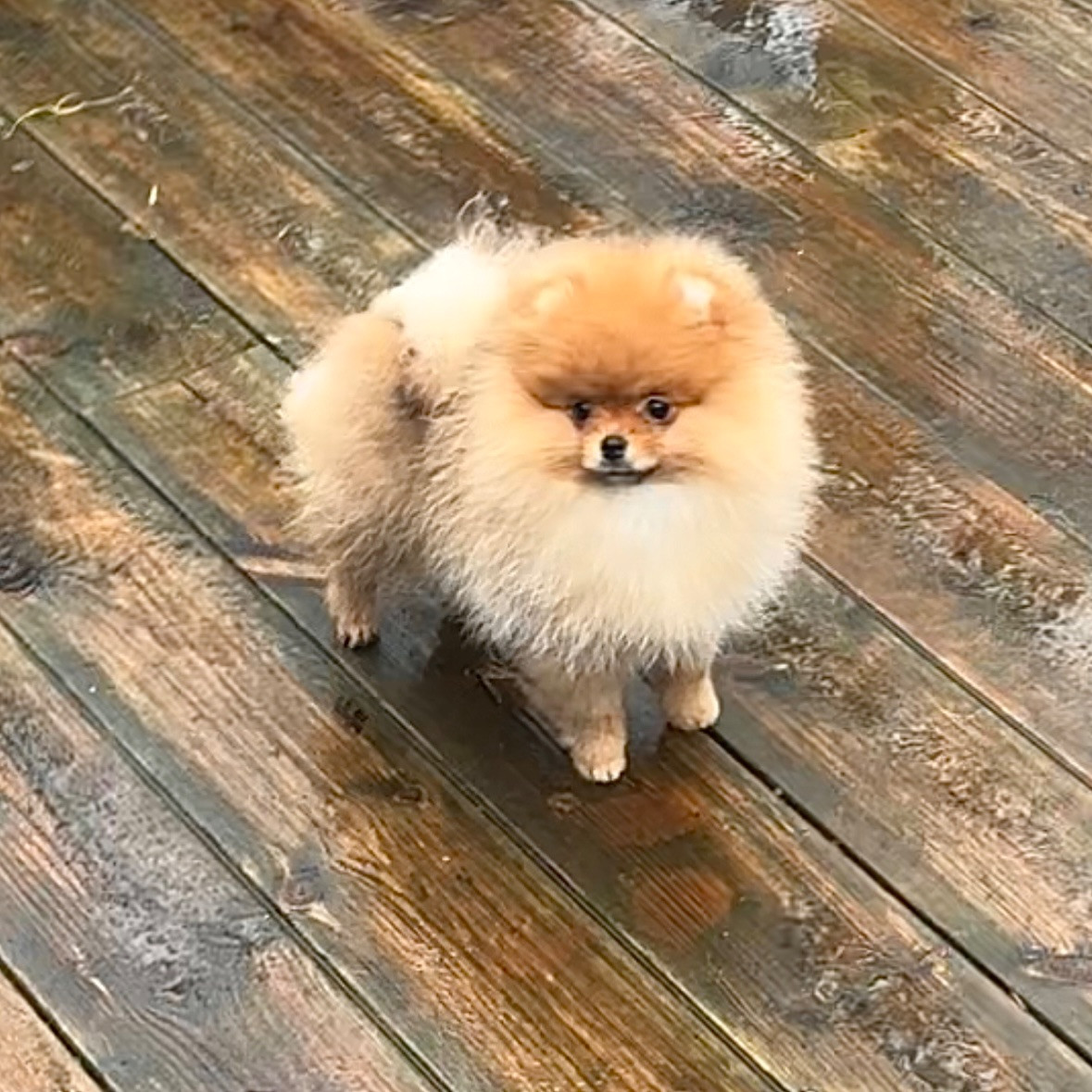 Pomeranian · 2025-09-03 · Tungelsta · Dulce Deros