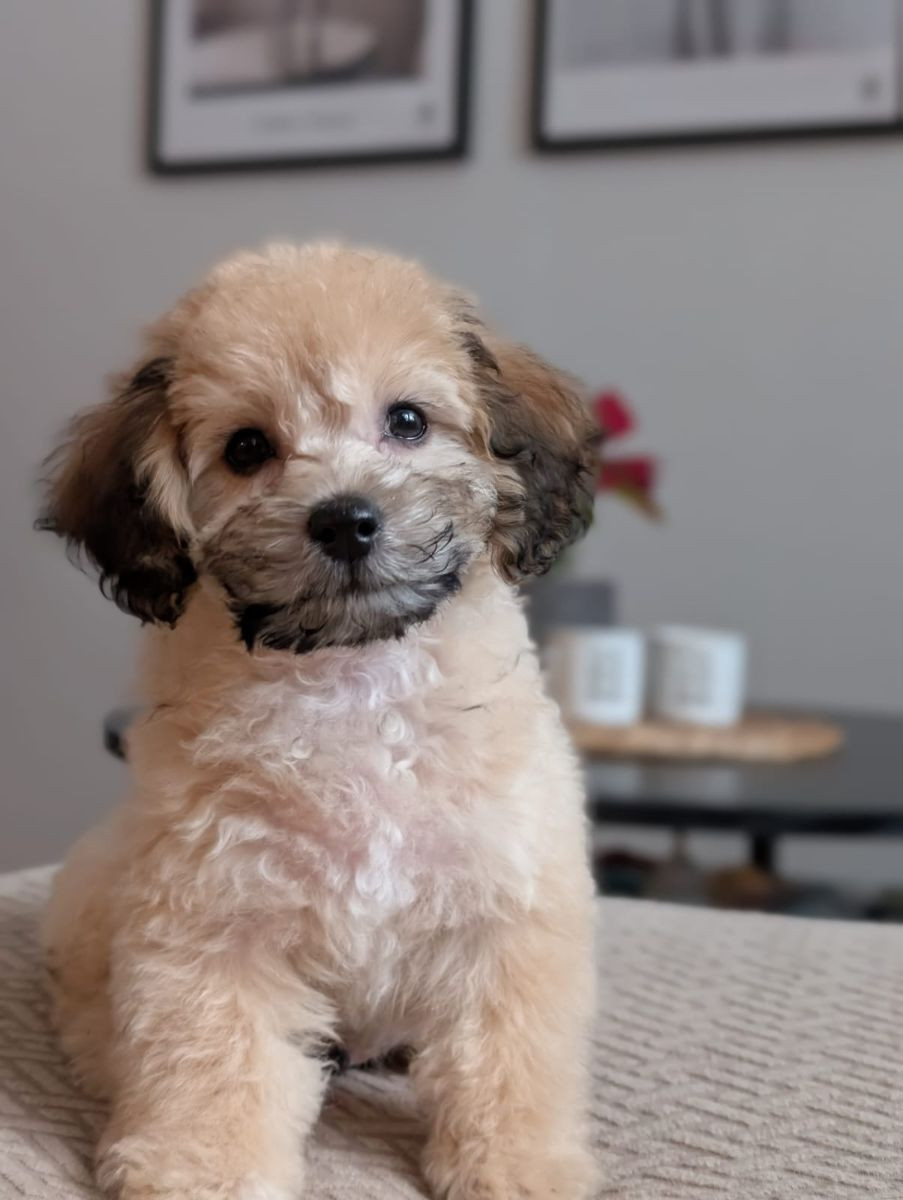 Havapoo · 2025-10-28 · Ösmo · My B.