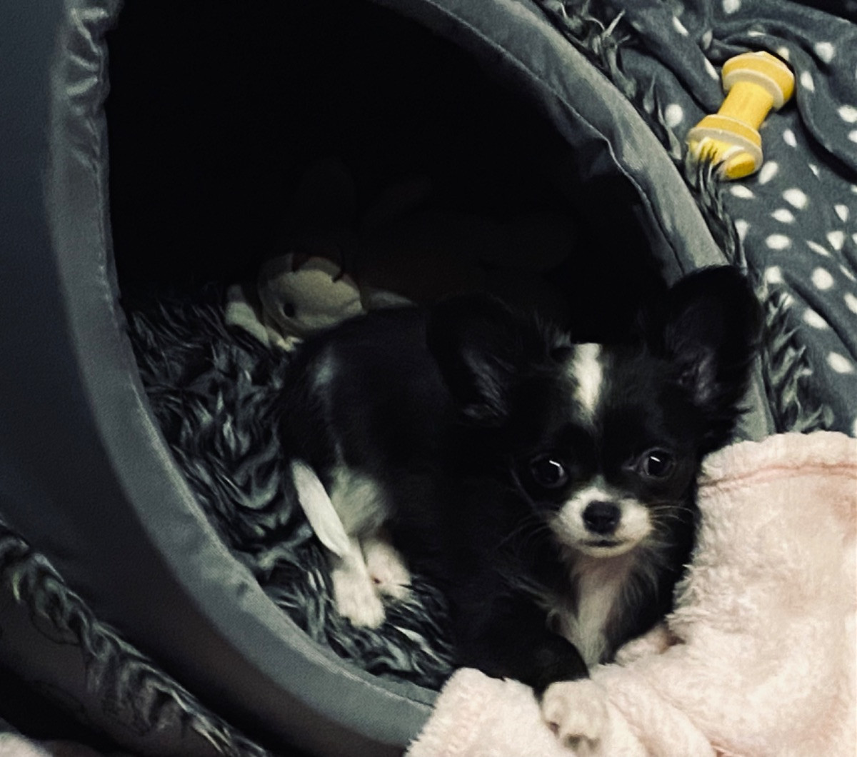 Chihuahua