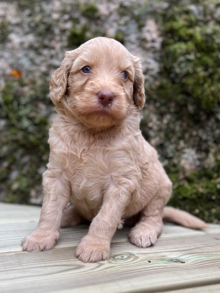 Isadoras Pudel och Cockerpoo