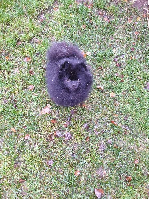 Pomeranian