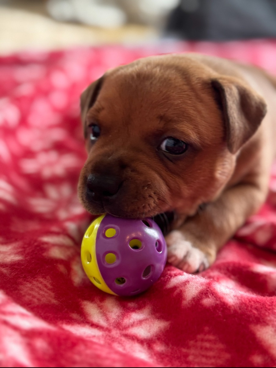Staffordshire Bull Terrier