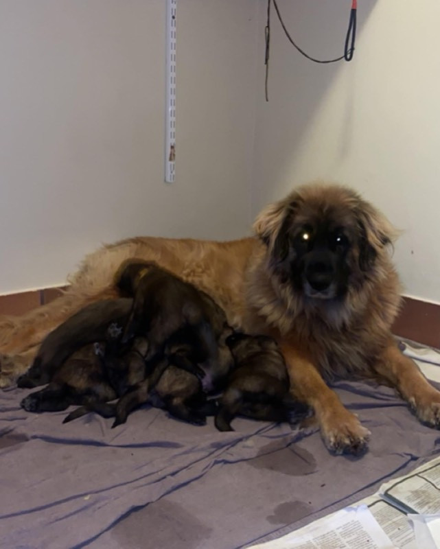 Leonberger