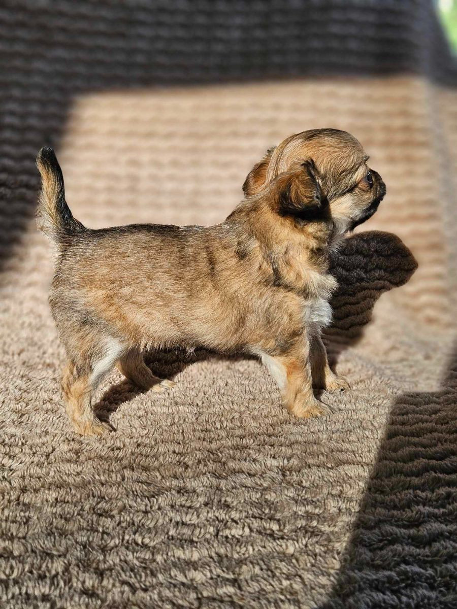 skip hops
