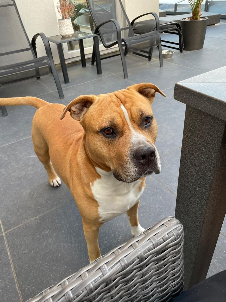 American Staffordshire Terrier