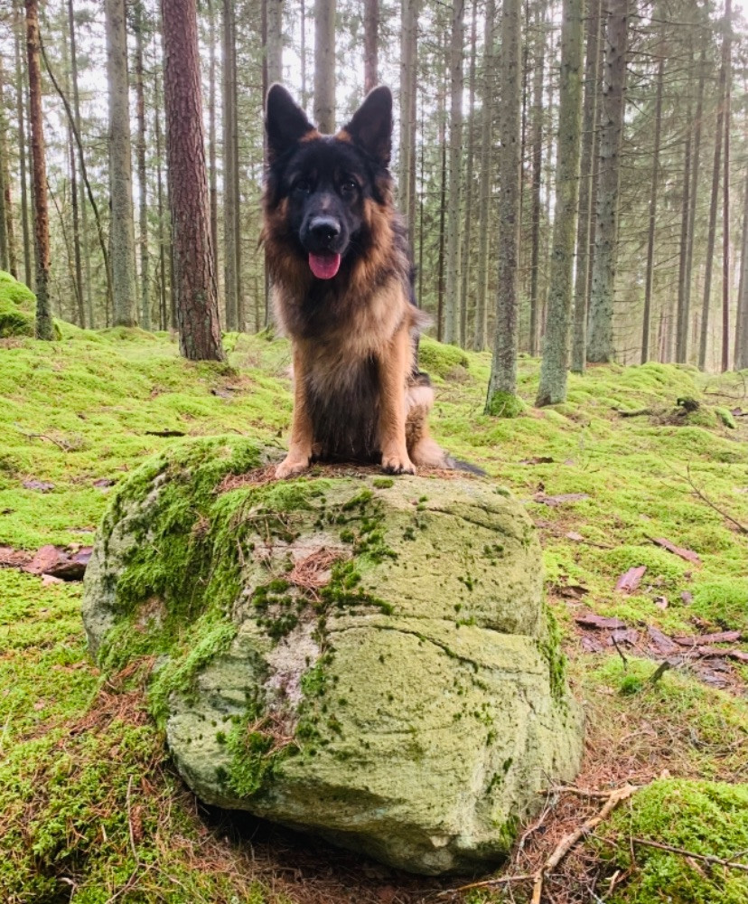 Schäferhund