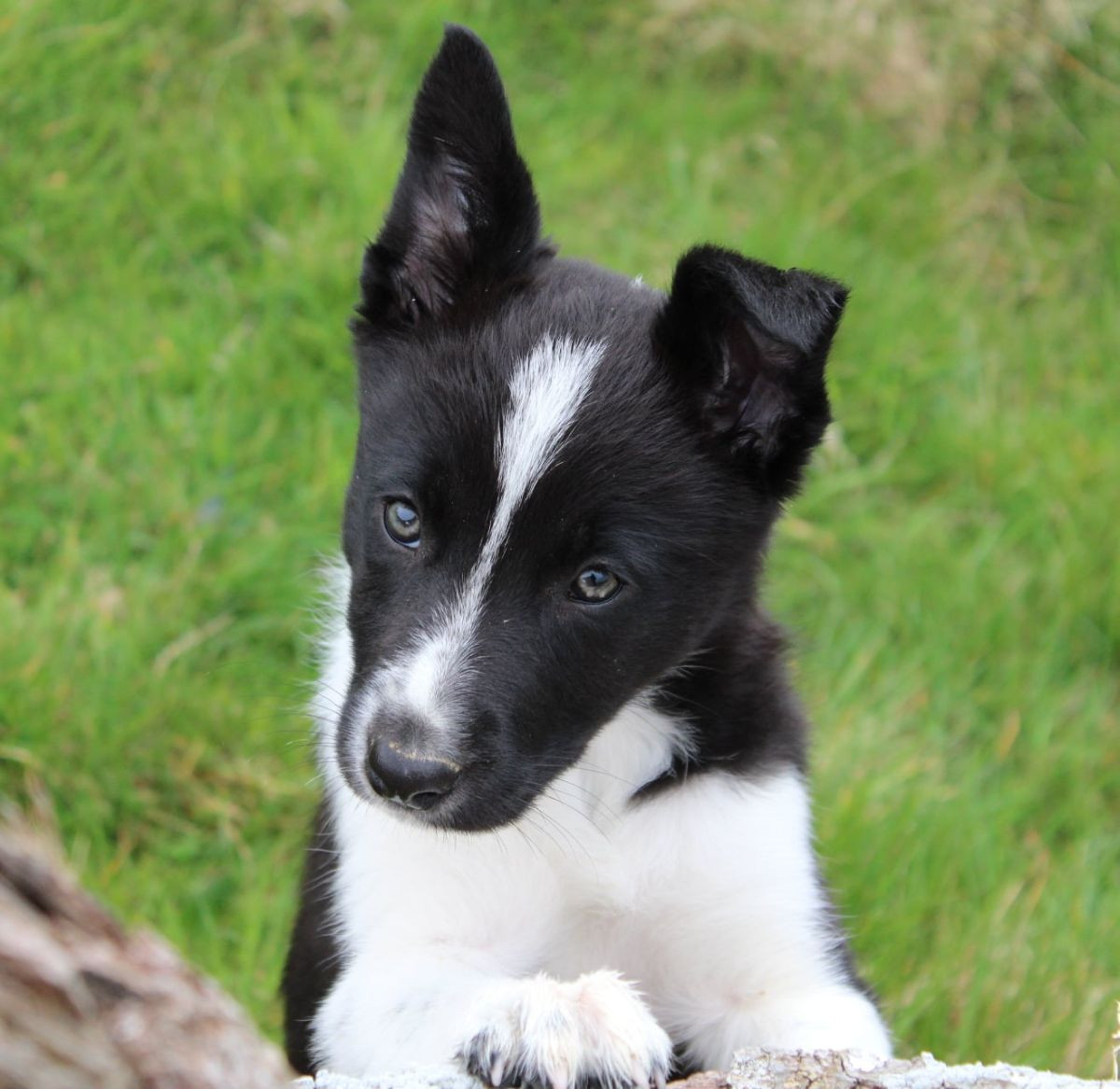 Border collie
