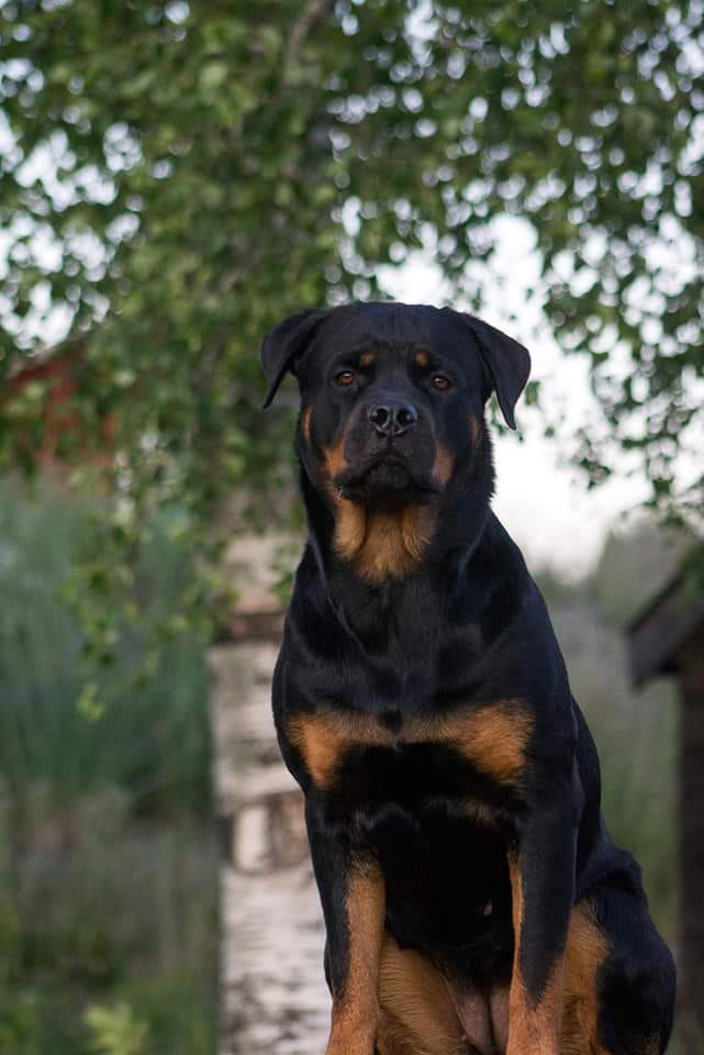 Sanktrottiz