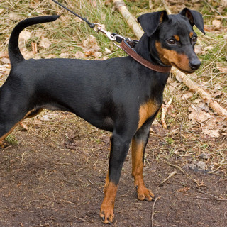 Dvärgpinscher