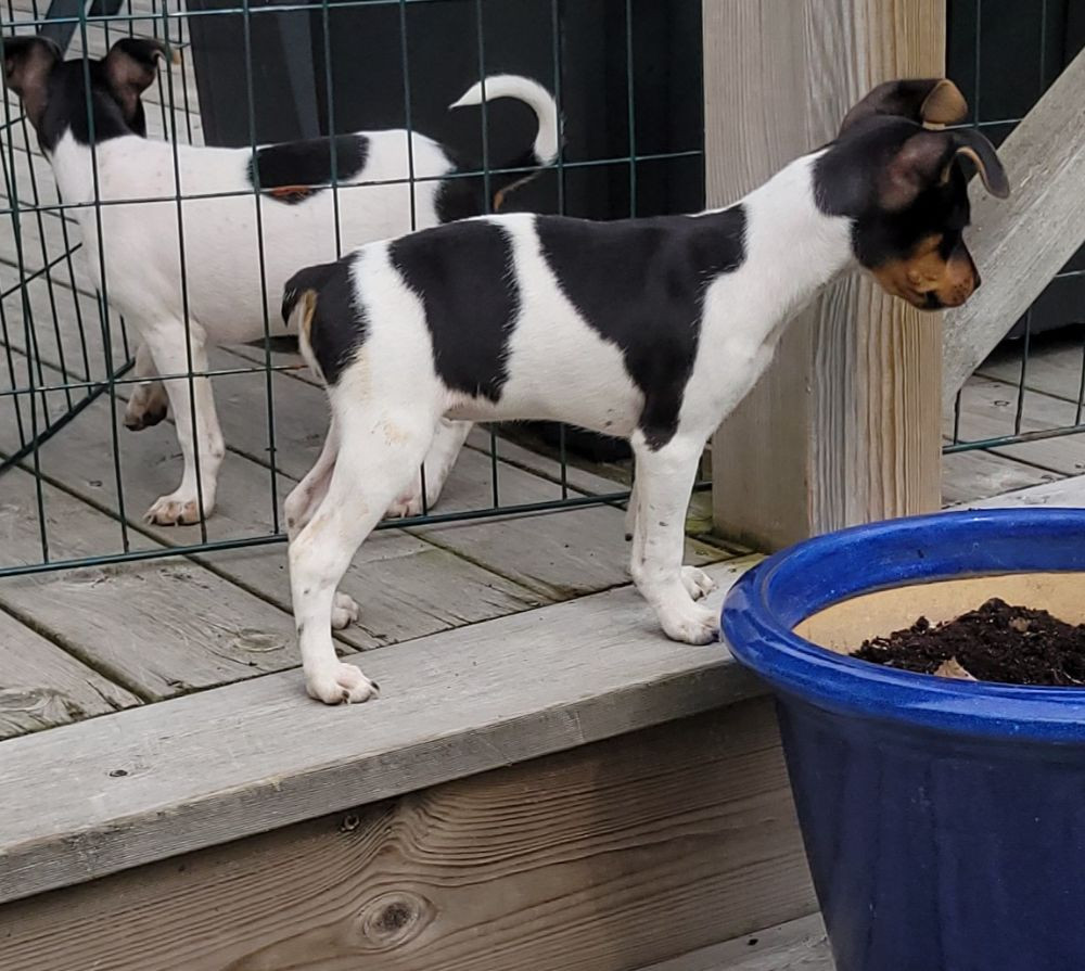 Sheridog