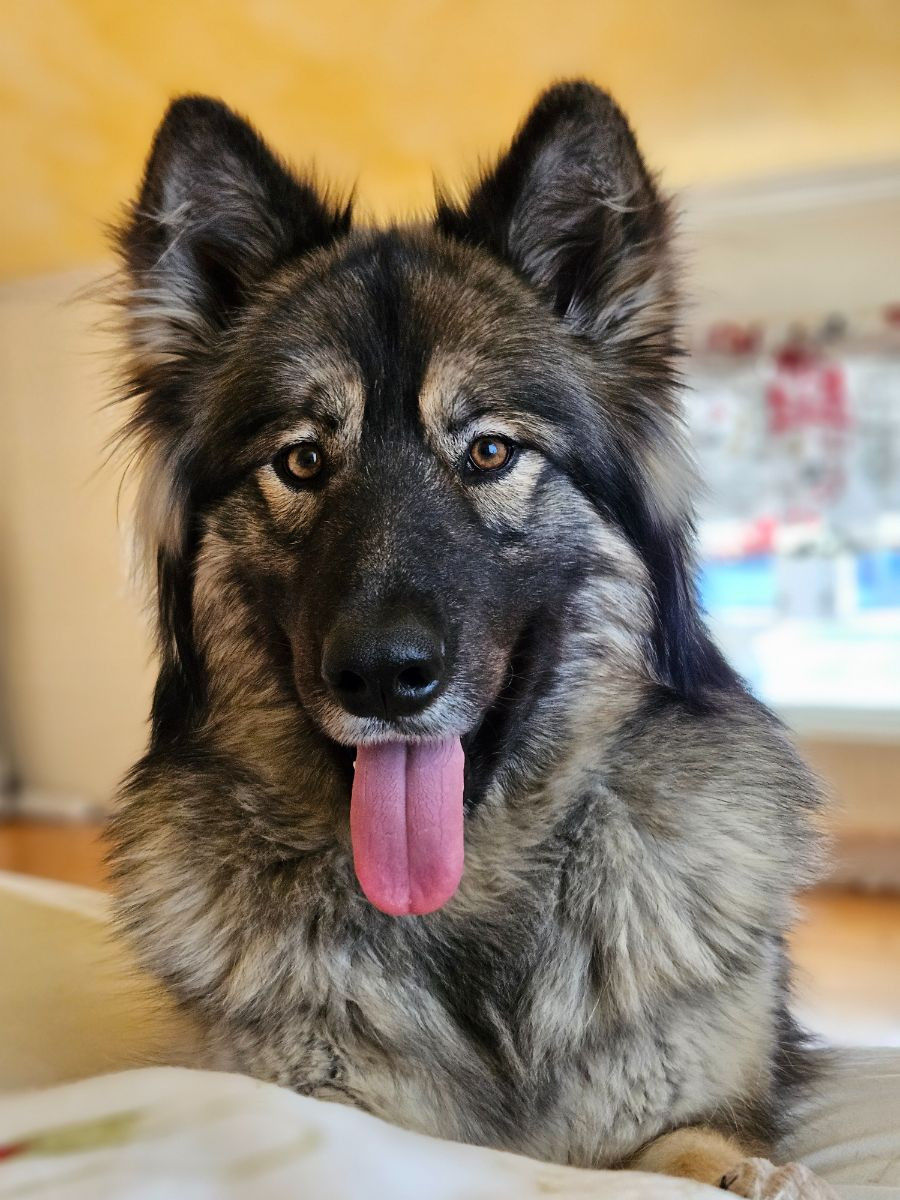 Alaskan Malamute, Schäfer, Siberian Husky · 2022-05-19 · Bjurholm · Mikaela P.