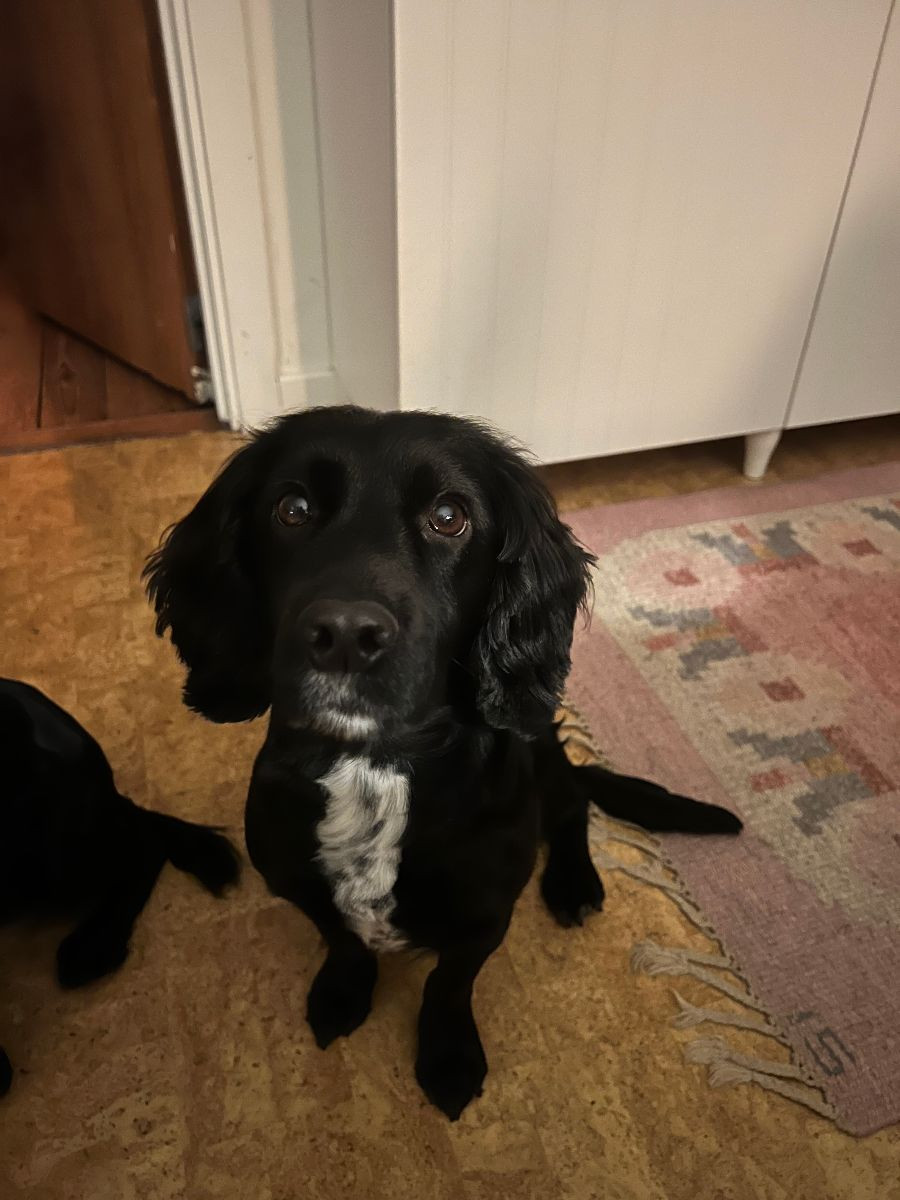 Rummeltorps Mustang Sally