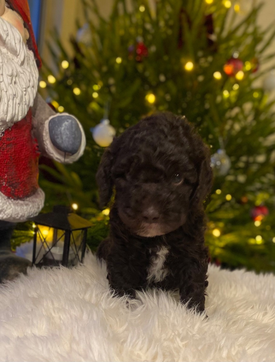 Spanish Water Dog (Perro de Agua Espanol)