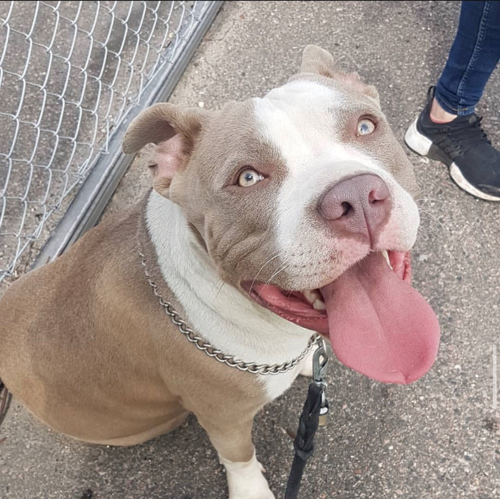 American bully