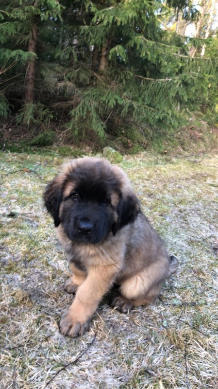 Leonberger
