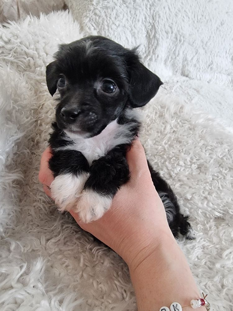 Myrnas Mignon Étoile