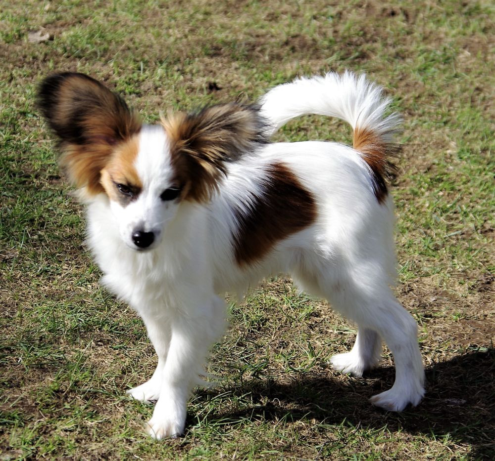 Papillon