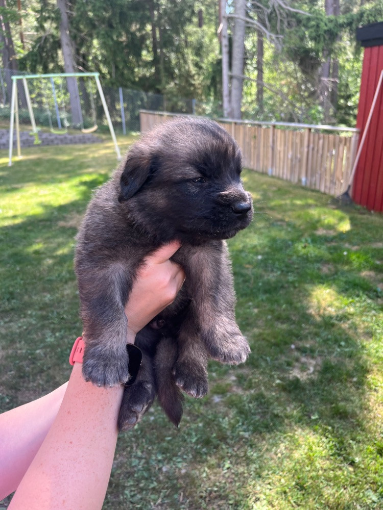 Leonberger