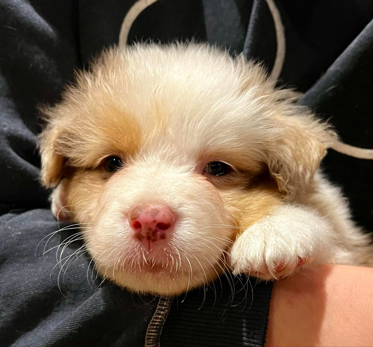 Australian Shepherd