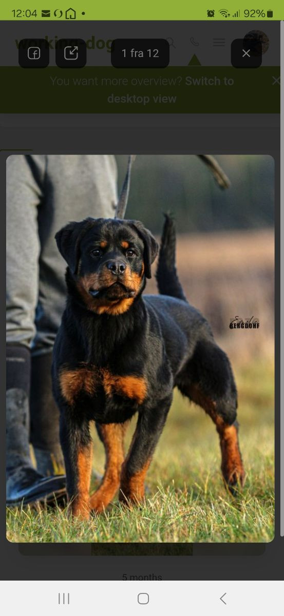 Rottweiler