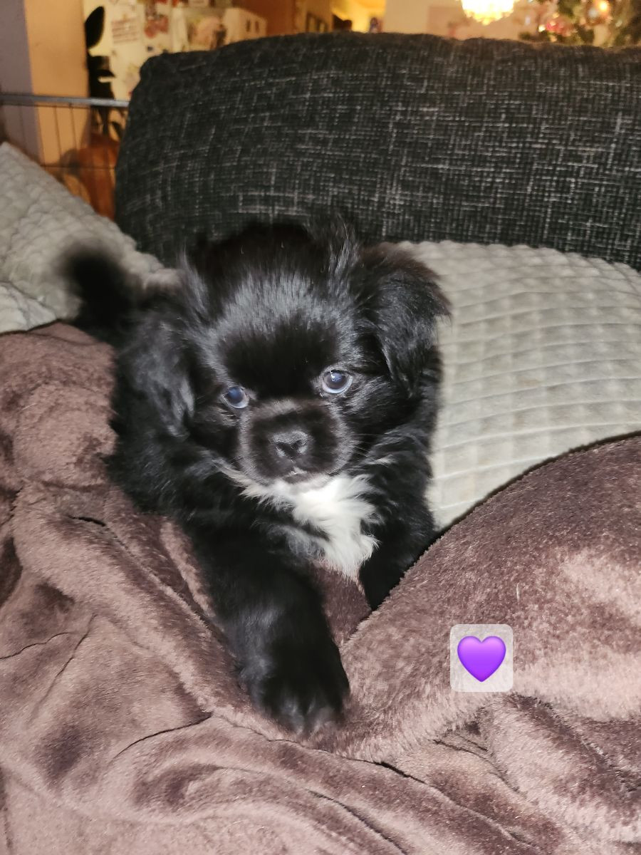 Tibetan Spaniel