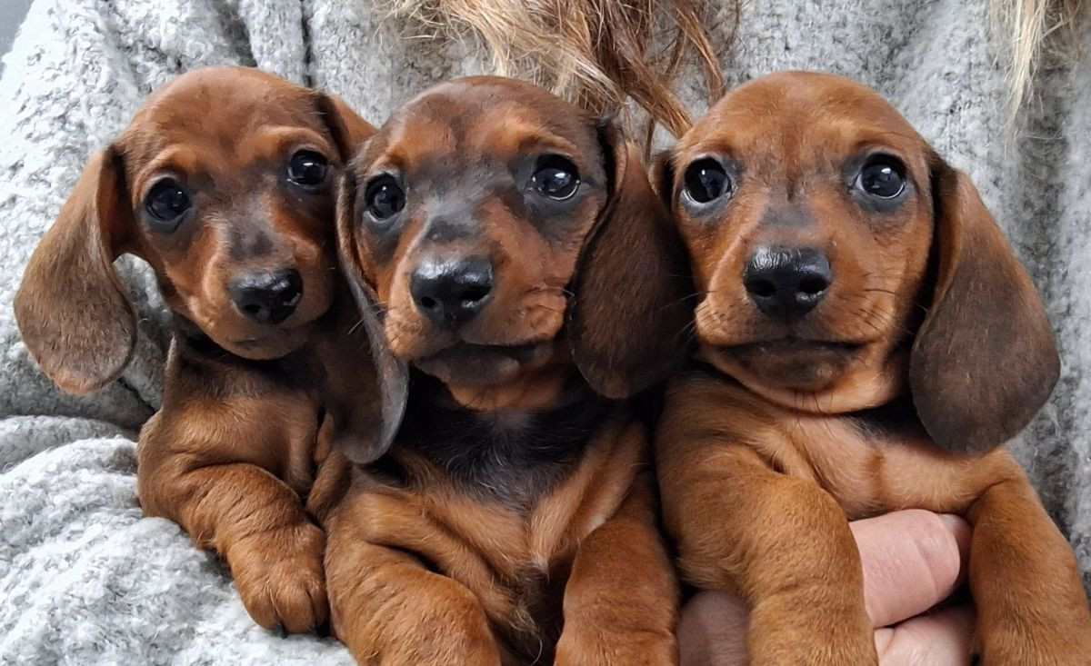 Your Choice Kennel