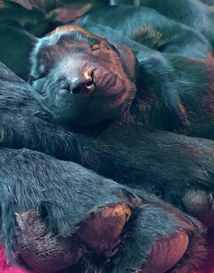 Flat Coated Retriever