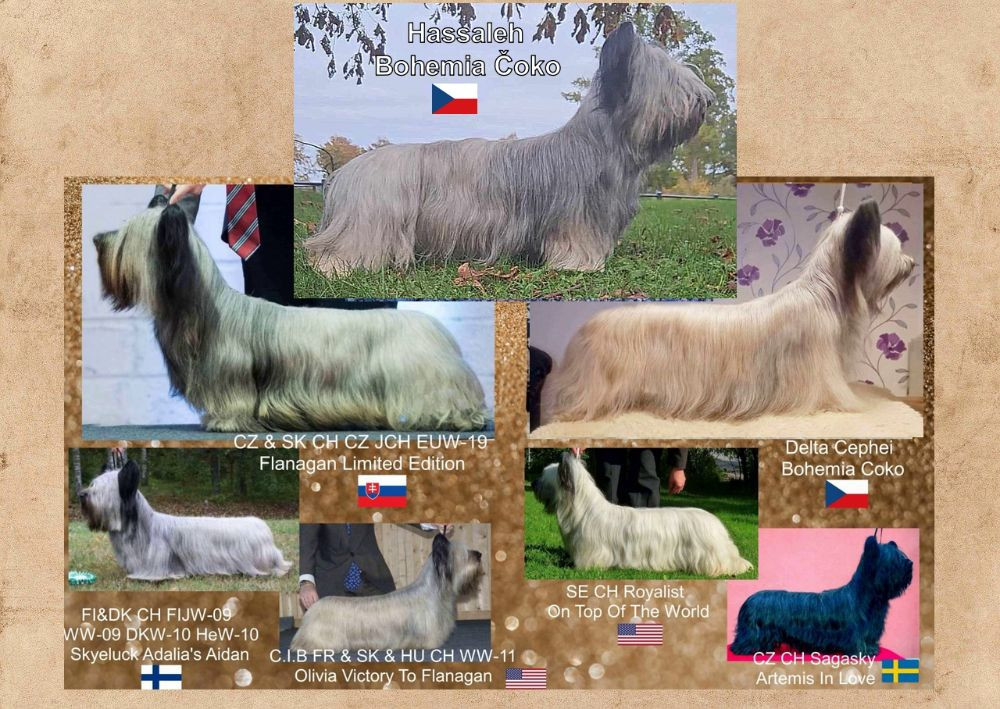 Skye terrier