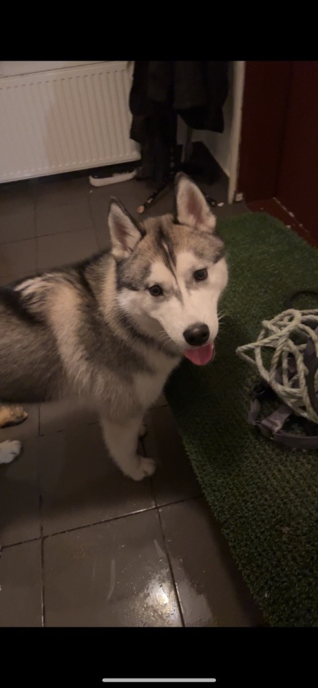 Balto