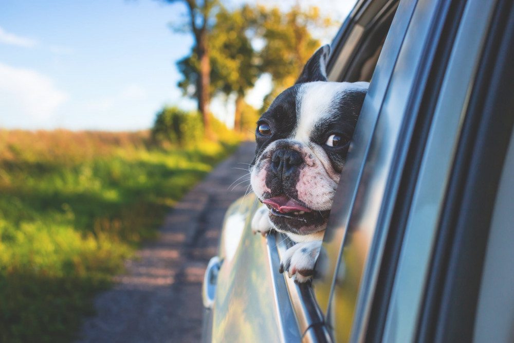 Vacation With a Dog