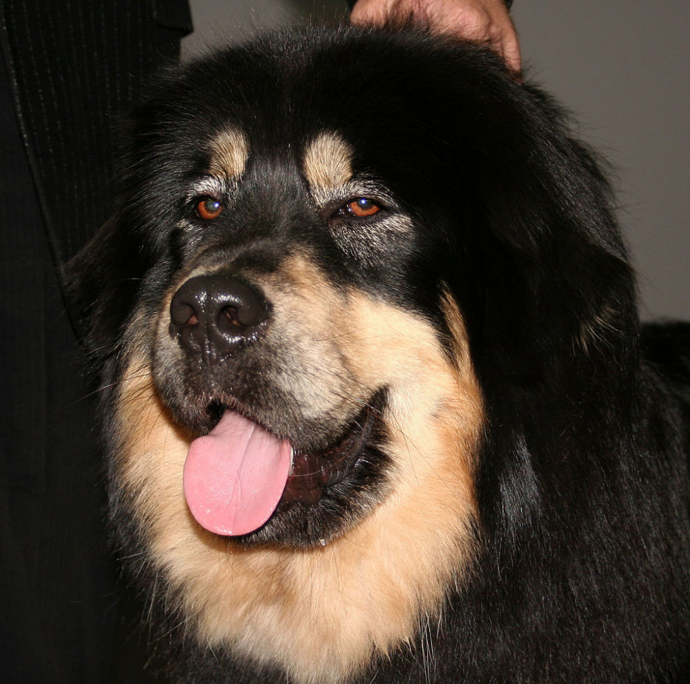 Tibetan Mastiff