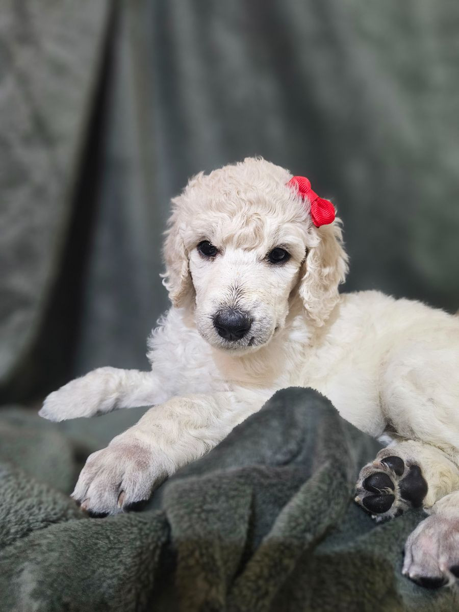 Standard Poodle