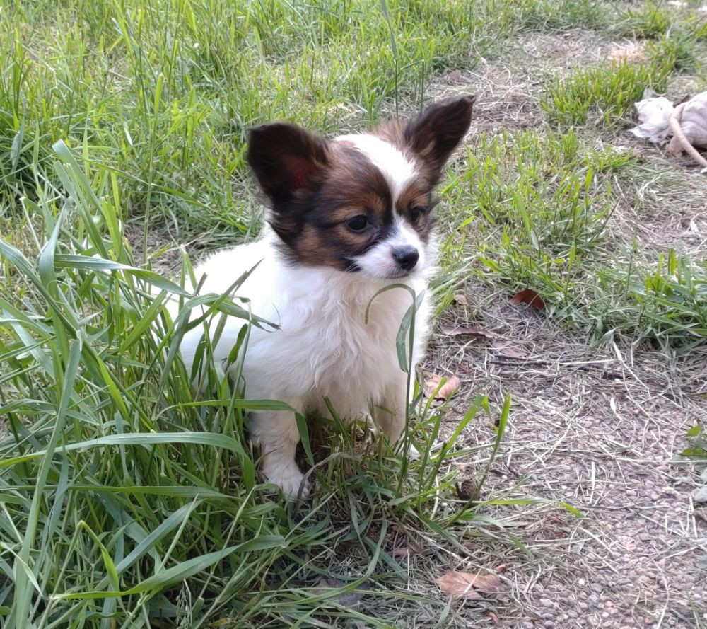 Papillon